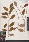 Foto von Salix cinerea L.
